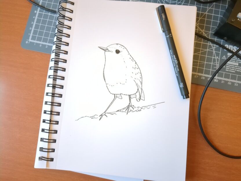 An ink drawing of a robin in black ink on white paper