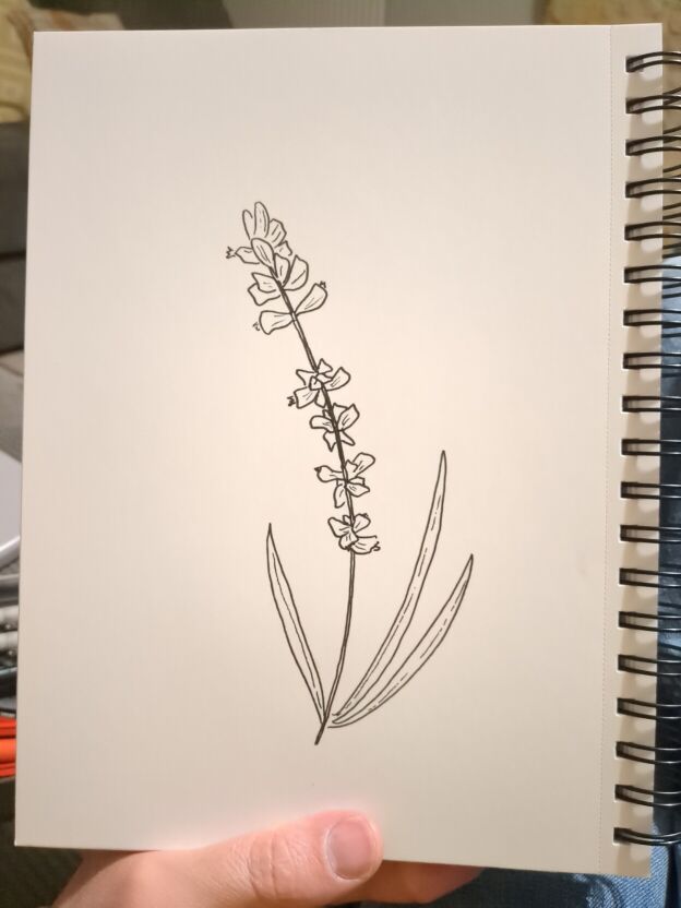 An ink drawing of a lavendar stalk.