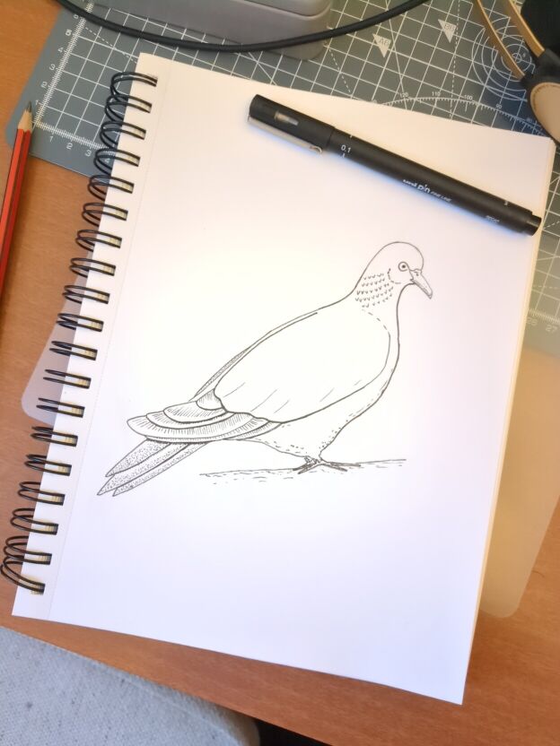 An ink drawing of a pigeon in black ink on whitepaper