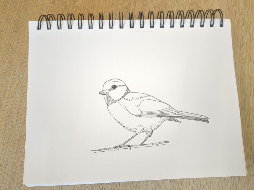 An ink drawing of a blue tit in black ink on white paper