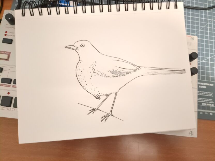 An ink drawing of a black bird in black ink on white paper