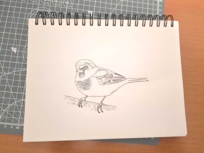 An ink drawing of a house sparrow in black ink on white paper