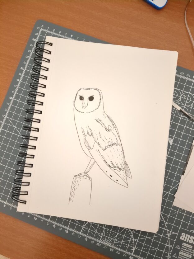 An ink drawing of a barn owl in black ink on white paper