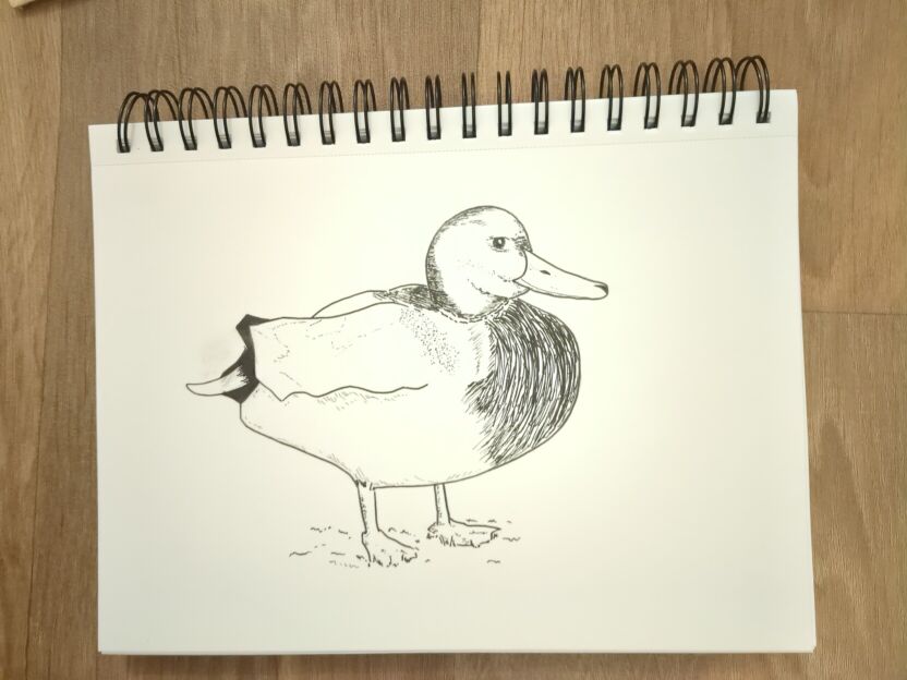 An ink drawing of a duck standing in mud.