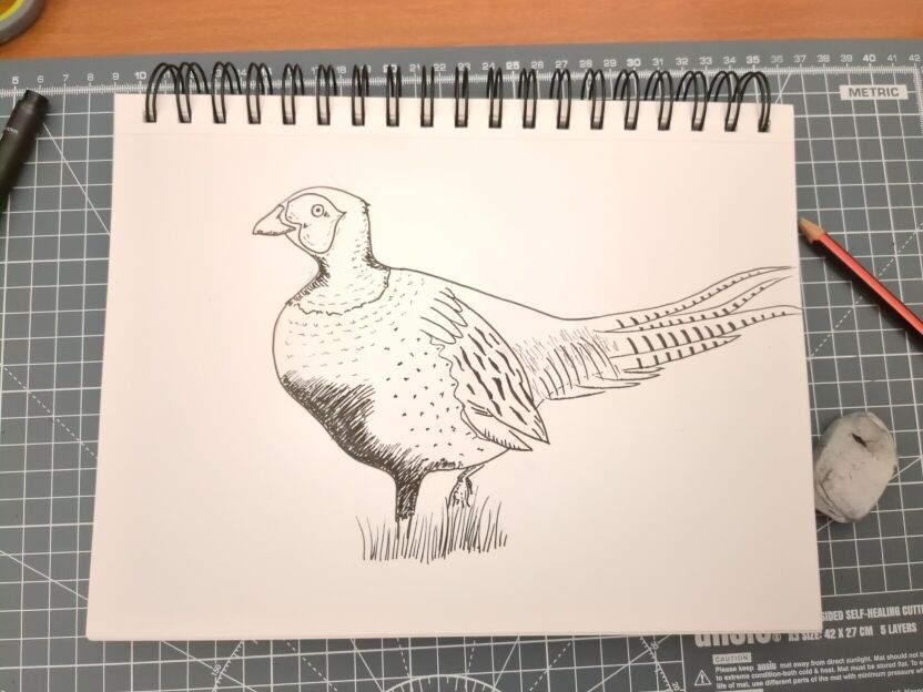 An ink drawing of a pheasant standing in long grass.