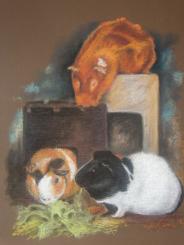 3 cavia's