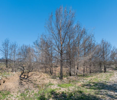A stand of burned trees against a bright blue sky, surrounded partially by bare earth and partially by new green growth
