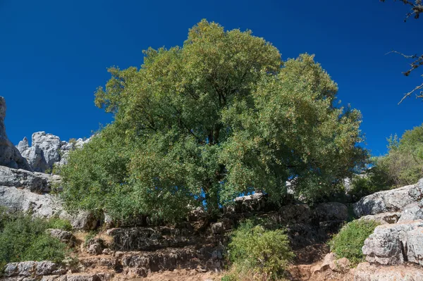 A large maple tree against a blue sky, sitting on a rocky incline.