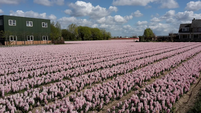 A field of lilacs in the Netherlands.