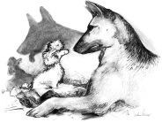 Honden