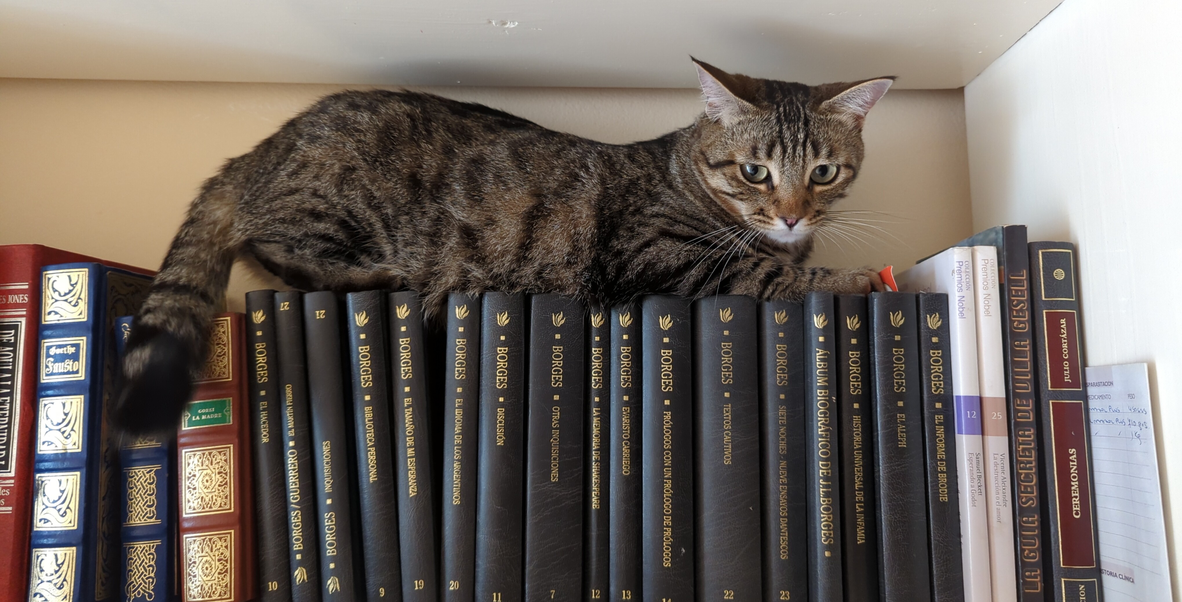 Un gato acostado sobre libros de Borges