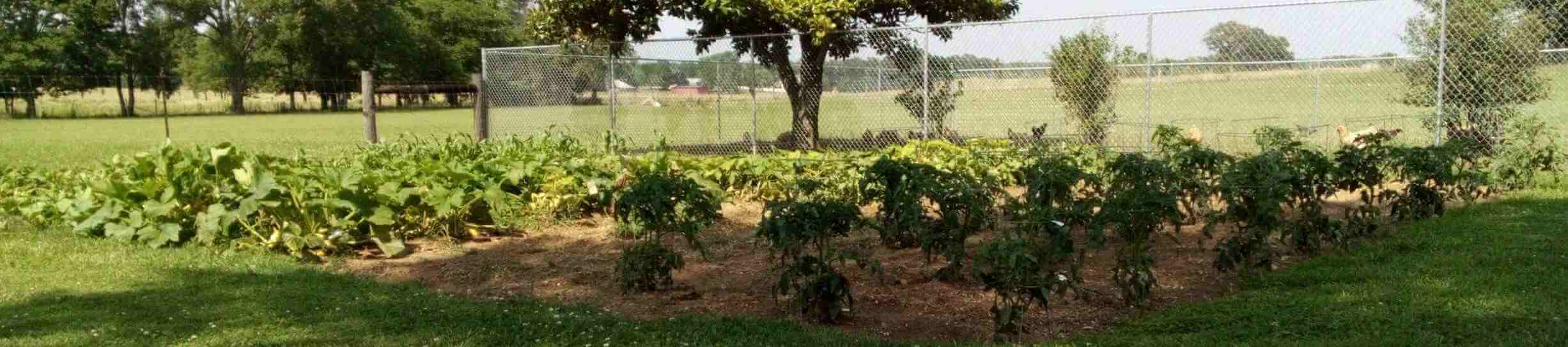 A picture of  small garden with tomato plants in the foreground.